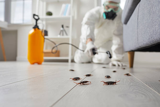 Post-Treatment Bed Bug Interceptor Monitoring in Penryn